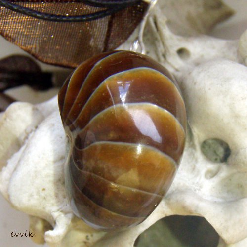 Nautilus - sbírkový kus — foto 5