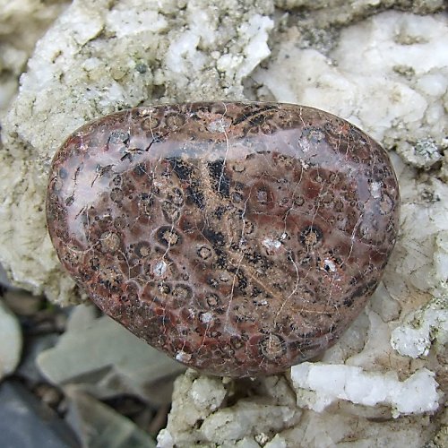 Jaspis Leopardí — foto 2