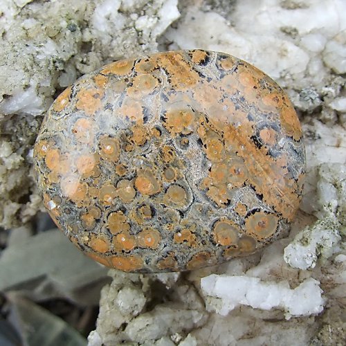 Jaspis Leopardí — foto 2