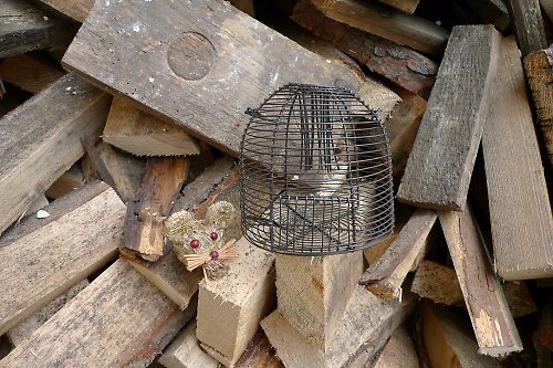Pastička na myši — foto 2