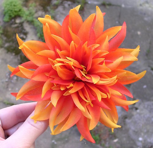 Autumn flower — foto 5