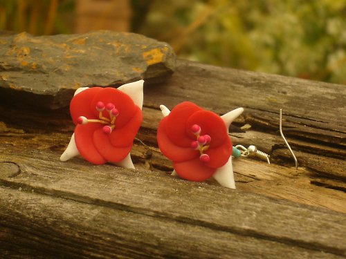 Fuchsie — foto 2
