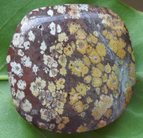 Jaspis leopard 44x44mm — foto 2