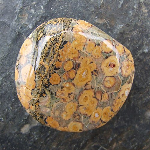 Jaspis Leopardí — foto 2