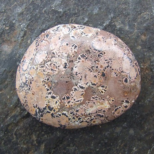 Jaspis Leopardí — foto 2