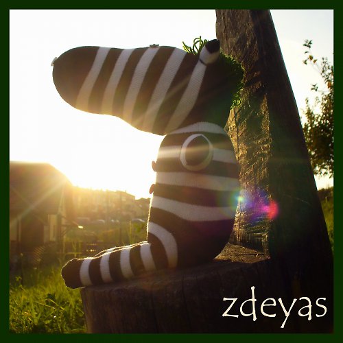 Pan Zebra — foto 3