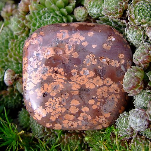 Jaspis Leopardí — foto 2