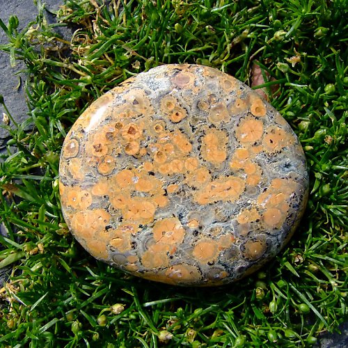 Jaspis Leopardí — foto 2