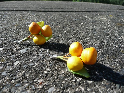 Citrusy do ouška :-) SLEVA z 65 Kč !!! — foto 4