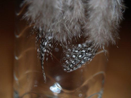 Černobílopírkaté — foto 3