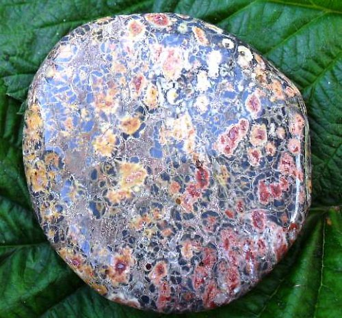 Jaspis leopard 44x48mm — foto 2