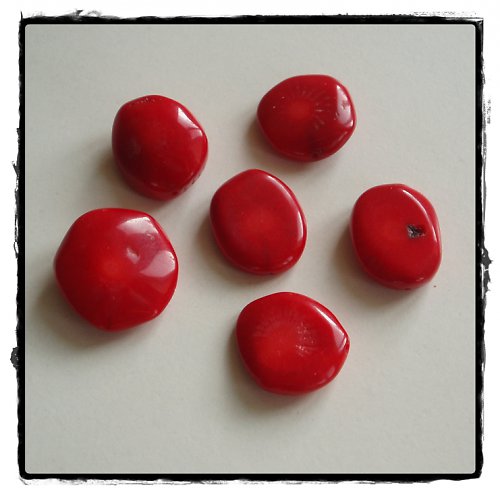 Koralovec — foto 5