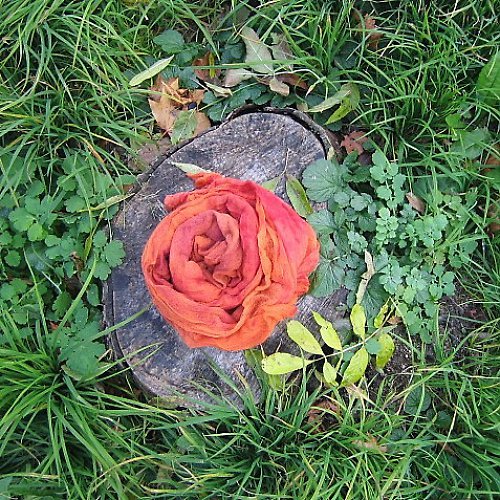Oranžová — foto 4