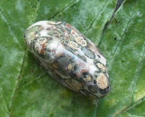 Jaspis leopard 27x14x14mm — foto 2