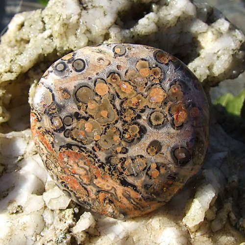 Jaspis Leopardí — foto 2