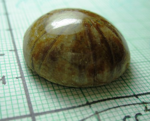 Fosilní ježovka č.1 — foto 2