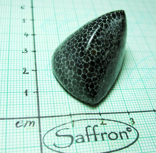 Bryozoan č.9 — foto 2