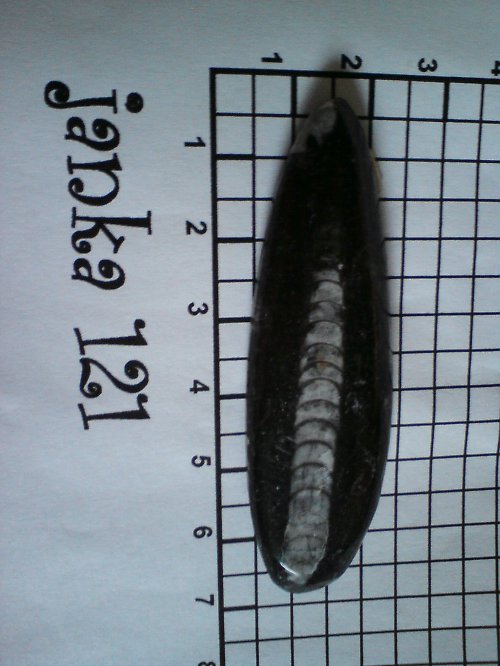 Orthoceras Maroko — foto 2