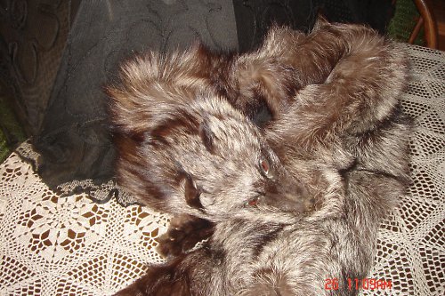Paraple — foto 3