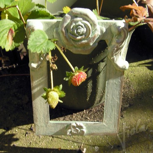 Rámeček malý s růží — foto 5