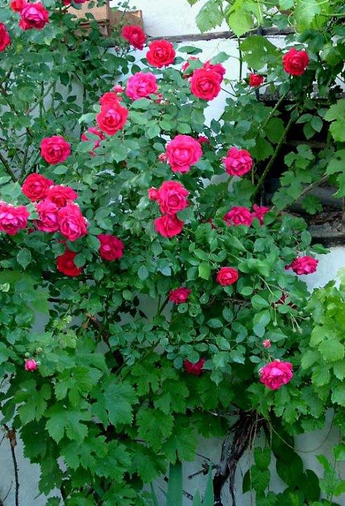 Meduňka růže jablíčko - léto 2011 — foto 4