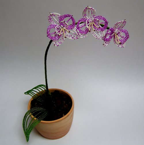 Orchidejka — foto 2