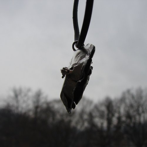 Růže vltavská — foto 2
