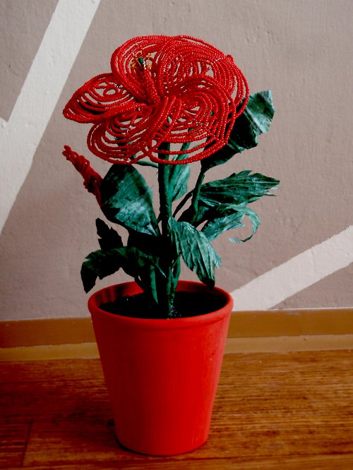 Ibišek — foto 2
