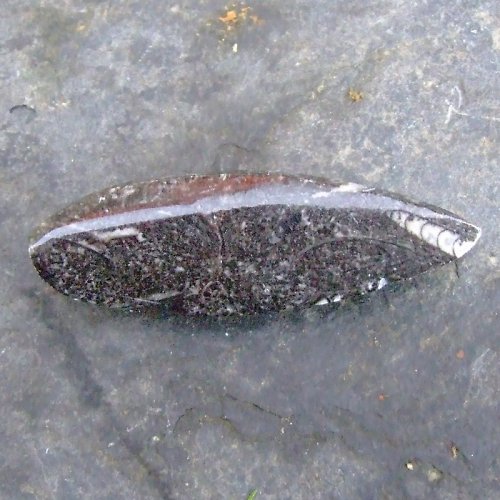 Zkamenělý orthoceras — foto 2
