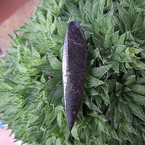 Zkamenělý orthoceras — foto 2