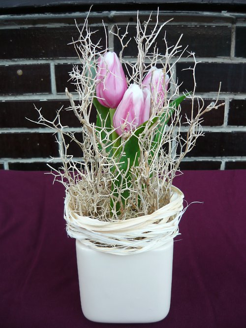 Tulipány v trní — foto 2