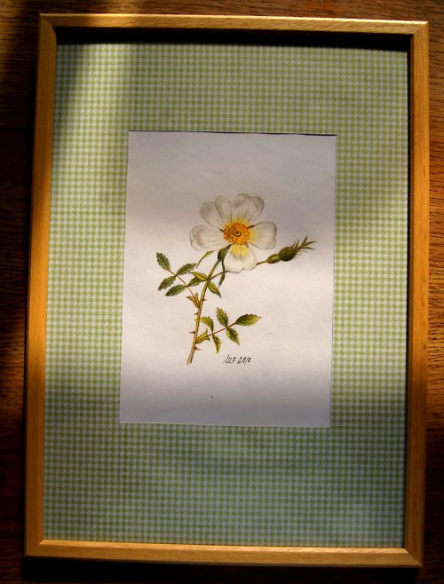 Pierrova růže III — foto 2