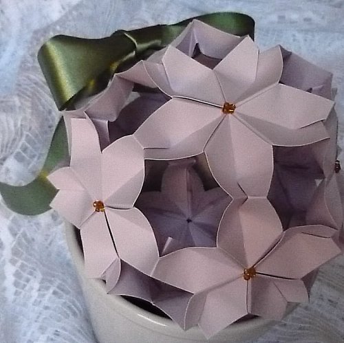 Saintpaulia — foto 4