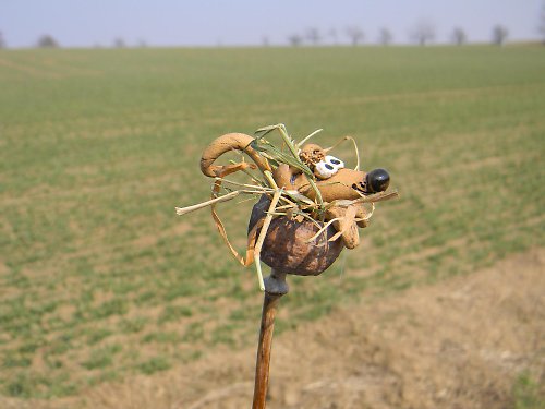 Myšák v makovici — foto 2