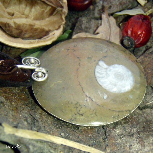 Devonský amonit clymenia — foto 3