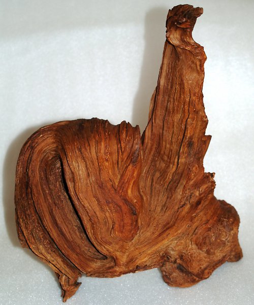 Tetřev — foto 3