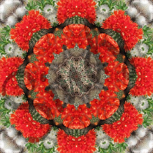 Mandala kvetoucích kaktusů — foto 2