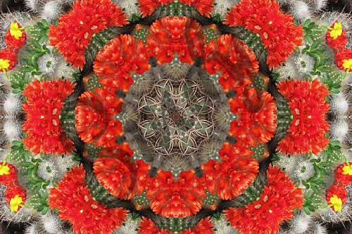 Mandala kvetoucích kaktusů — foto 3