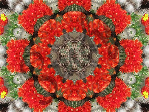 Mandala kvetoucích kaktusů — foto 4