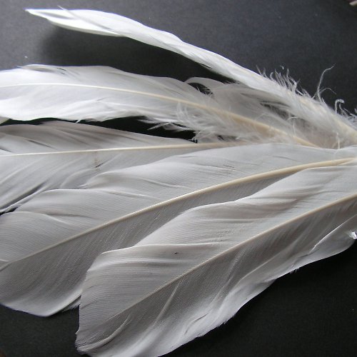 Pírka bílá husí 15-18cm-2ks — foto 2