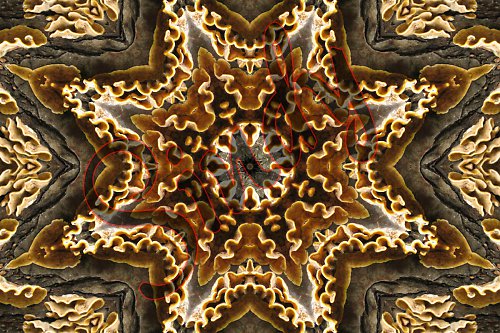 Mandala babské houby — foto 3