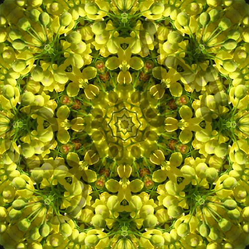 Mandala rozkvetlé mahony — foto 2