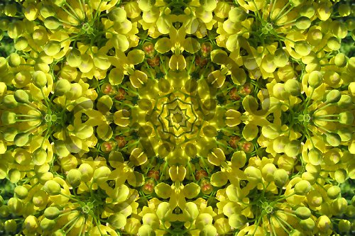 Mandala rozkvetlé mahony — foto 3