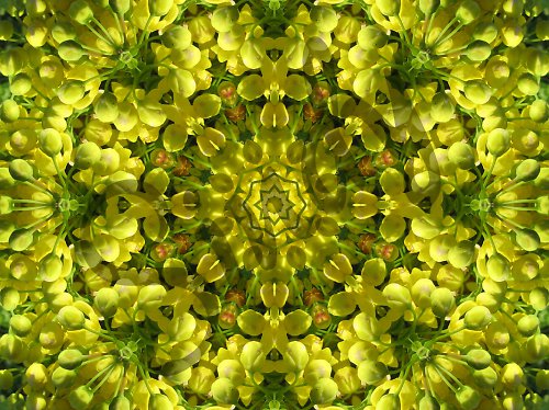 Mandala rozkvetlé mahony — foto 4