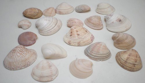 Balíček mušliček č. 7 — foto 2