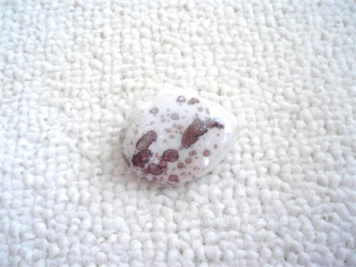 Kropenatá brambora — foto 3