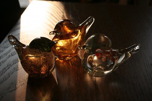 Ptáčci hnědí — foto 3