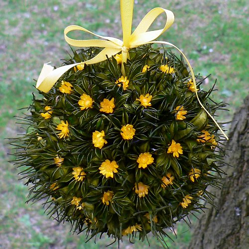 Koule jarní — foto 2