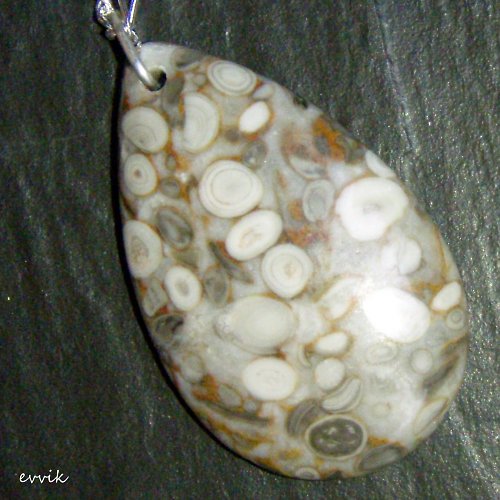 Prvohorní crinoidy — foto 2