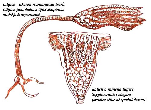 Prvohorní crinoidy — foto 3